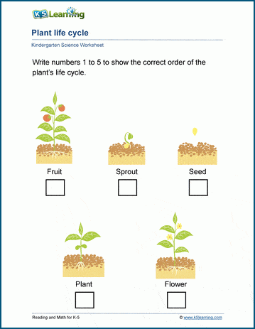 Plant life cycles worksheets