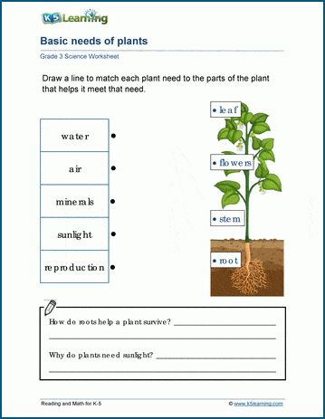 Needs of living things worksheets