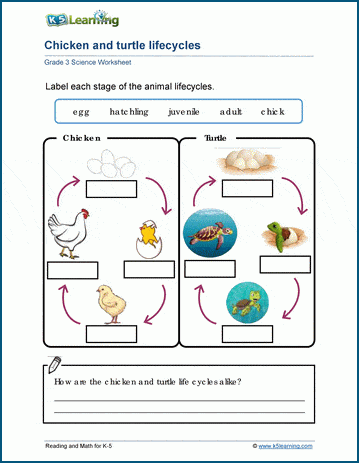 Comparing lifecycles worksheets