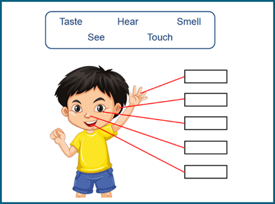 Kindergarten body parts worksheet