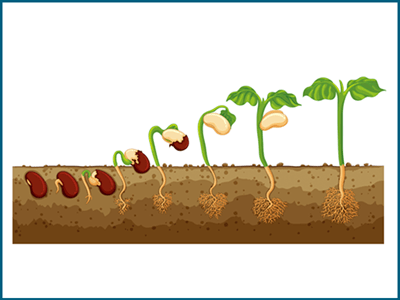 Germination explained