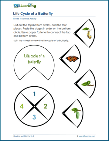 Butterfly life cycle activity