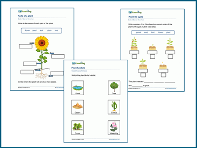 Grade 2 plants worksheets