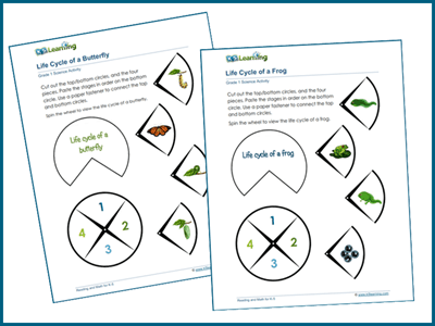 Frog and butterfly life cycle activities