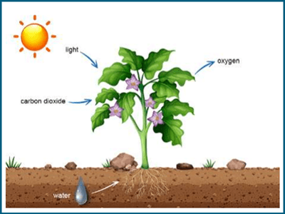 How Plants Grow and Photosynthesis