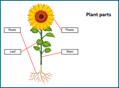 Plant parts