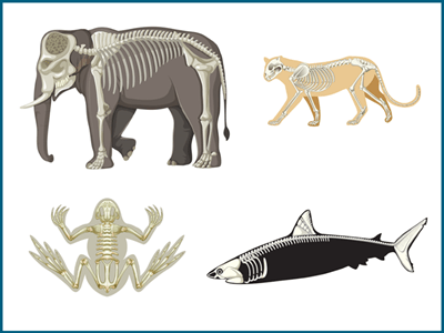 Vertebrates