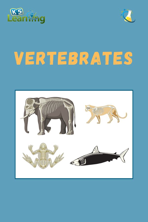 Five Groups of Vertebrates with Examples K5 Learning