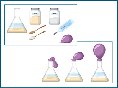 Yeast respiration experiment