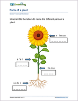 Featured Worksheet - Parts of a Plant