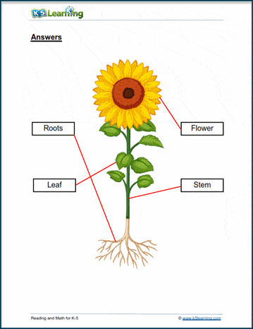 plant parts worksheet for kindergarten answer sheet