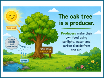Food chains