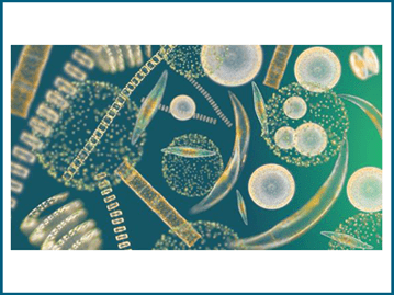 Oceans produce oxygen