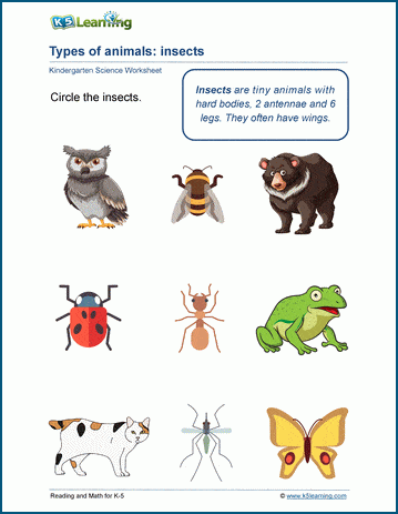 Types of animals worksheets