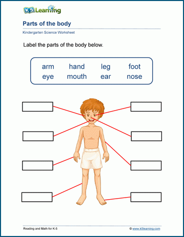 Our Bodies Kindergarten Worksheets K5 Learning