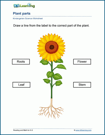 Plant parts and tree parts