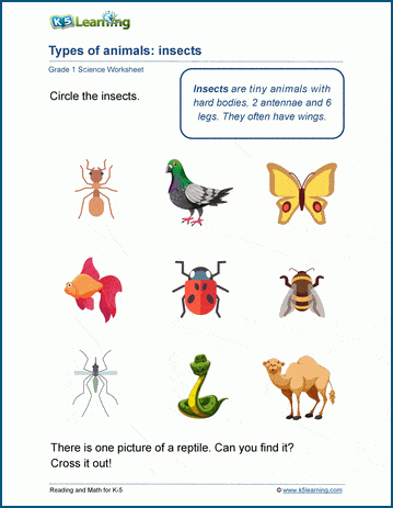 Types of Animals worksheets