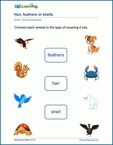 Skin, Feathers or Shells worksheets