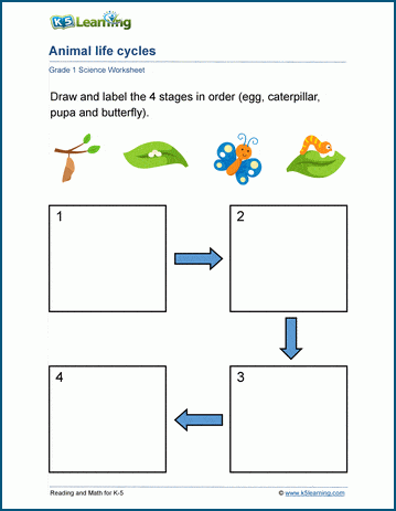 Animal life cycles worksheets for grade 1