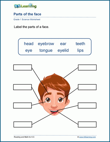 science worksheets for grade 1 body parts