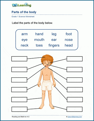 Parts of the Body worksheets