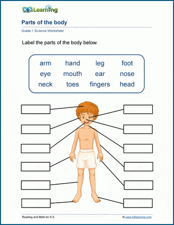 science worksheets for grade 1 body parts