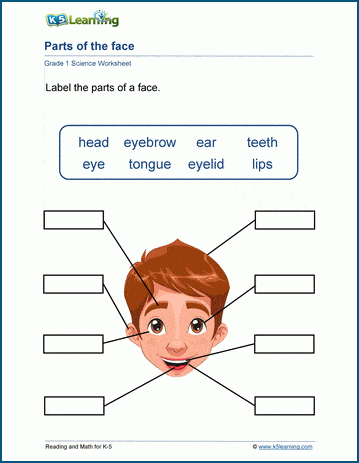 Parts of the Face worksheets