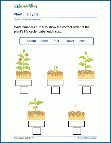 Plant Life Cycle worksheets