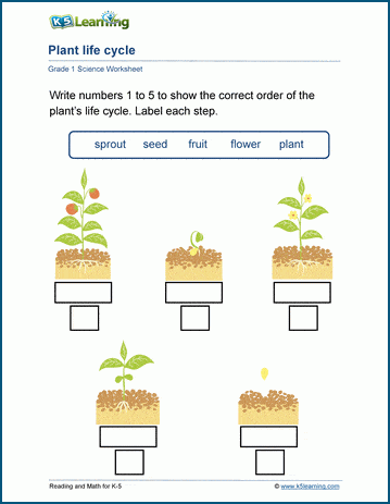 grade 1 plant life cycle