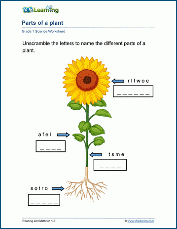 Parts of plants worksheet