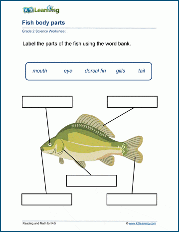 Animal body parts worksheets for grade 2