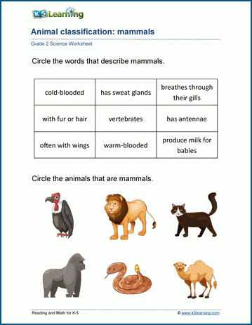 Animal classification worksheets