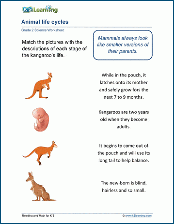 Animal life cycle worksheets for grade 2 students