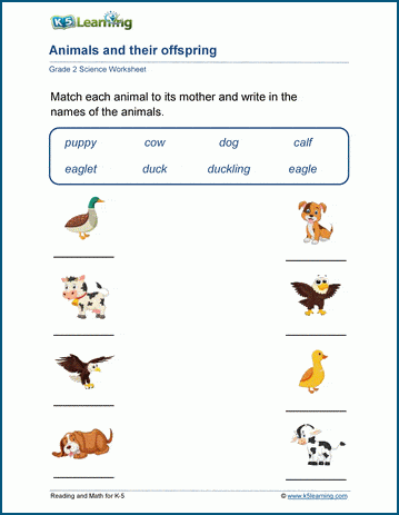 Animal babies worksheets for grade 2