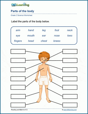 Sample Grade 2 Human Bodies Worksheet