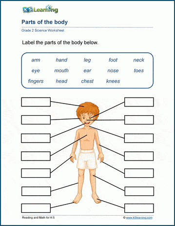 human body systems for kids worksheets