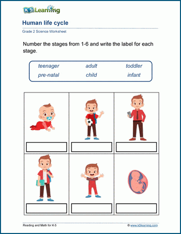 Human life cycle worksheets