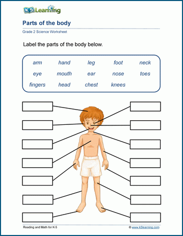 human body parts worksheets k5 learning