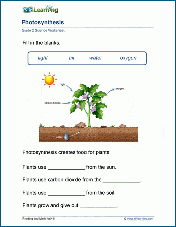 Photosynthesis worksheets