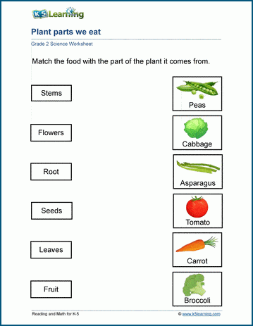 Plants and Food Worksheets | K5 Learning