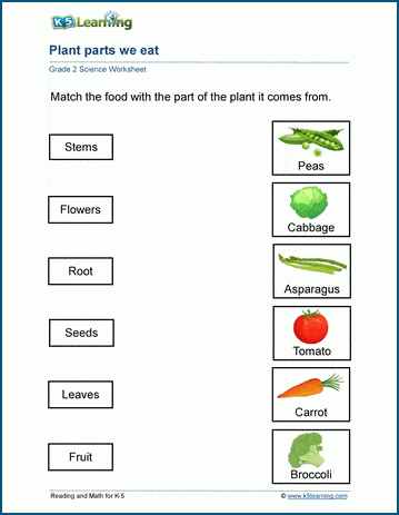 plants and food worksheets k5 learning