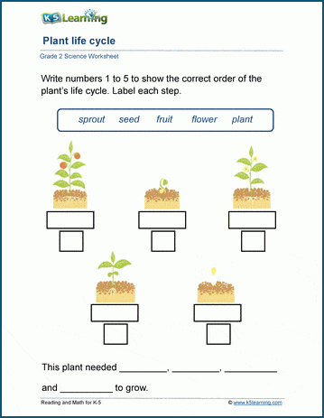 Life cycle of plants worksheets 
