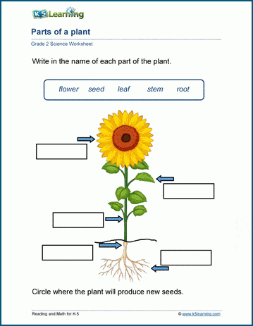 Plant anatomy worksheets