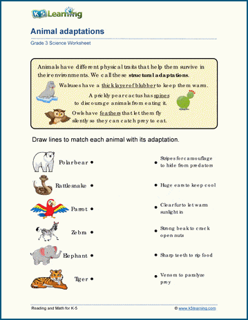 Animal Adaptations Worksheets | K5 Learning