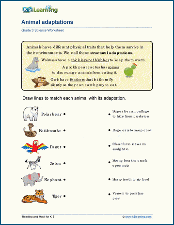 primary homework help animal adaptation