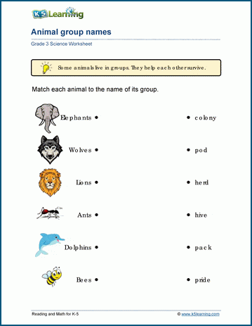 Grade 3 animal groups worksheets