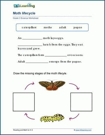 Animal Life Cycles Worksheets | K5 Learning