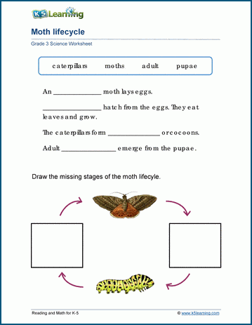 Animal lifecycles worksheet