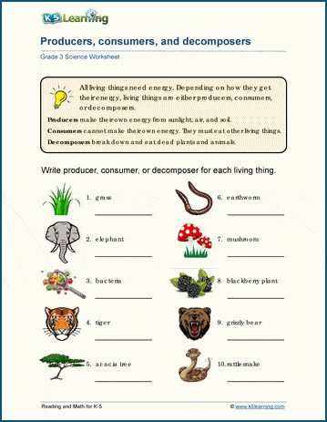 Grade 3 ecosytems worksheets