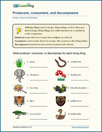 Food chains and food webs worksheets for grade 3